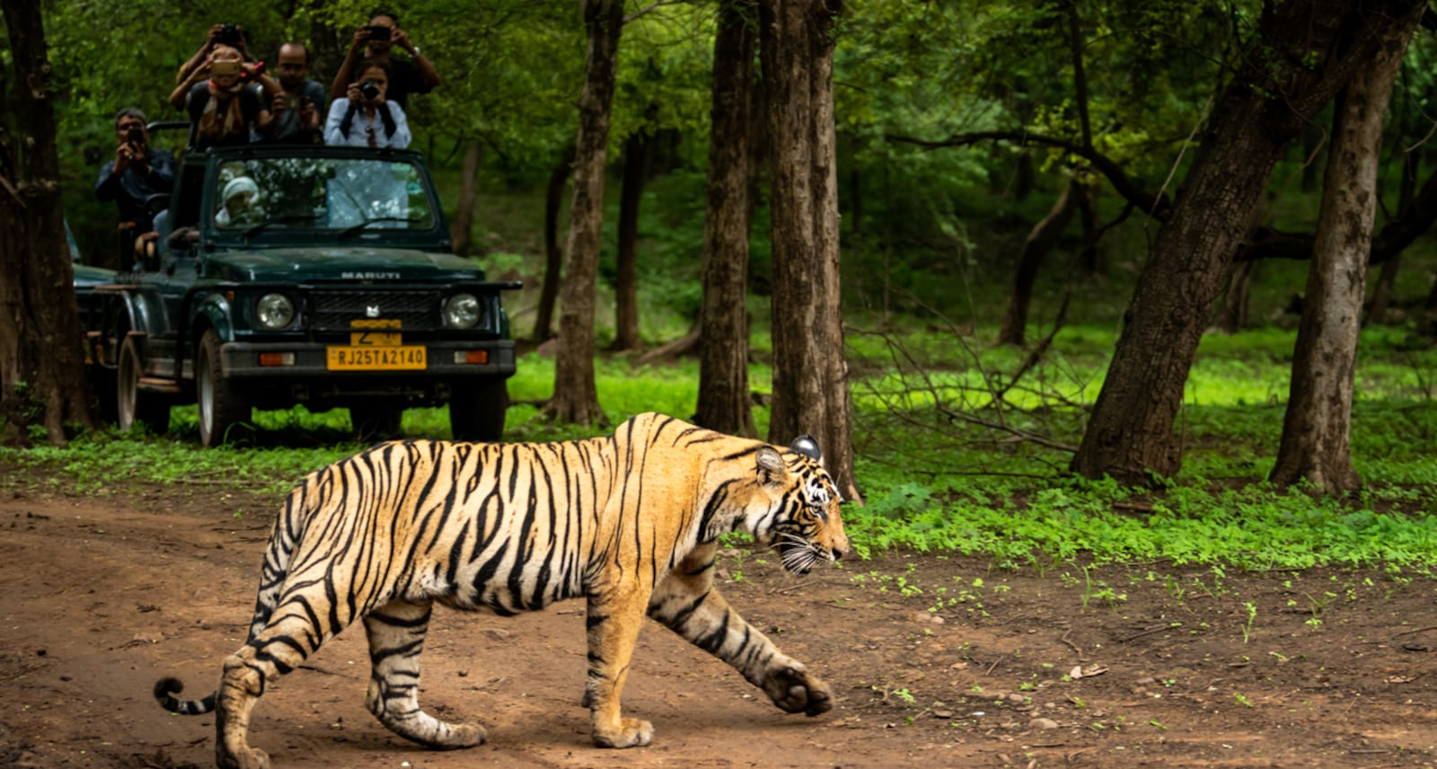 Top Best Jungle Safaris Wildlife Destinations for an Epic Adventure