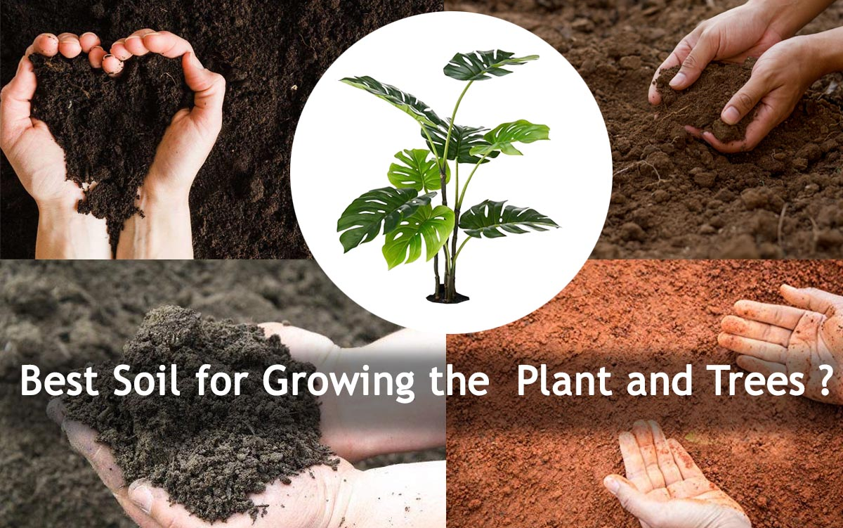 How to Choose the Best Soil for Healthy Plant Growth